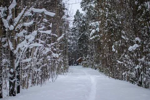Footpath in the winter forest. Stock Photos