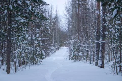 Footpath in the winter forest. Stock Photos
