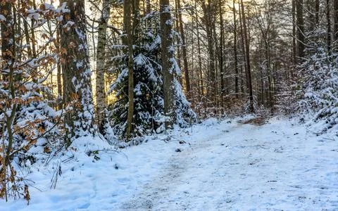 Footpath in a winter forest Stock Photos
