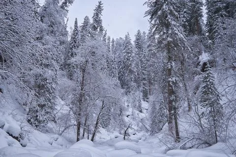 Footpath in winter taiga forest under heavy snow along Tevenek (Third river) Stock-Fotos