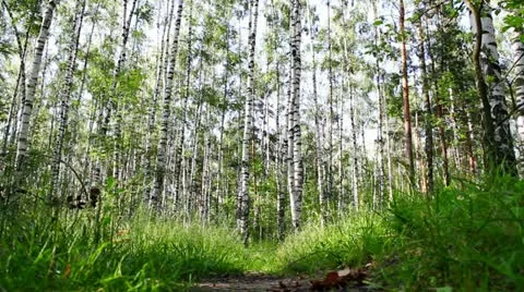 Footpath in the wood Stock Footage 11238513