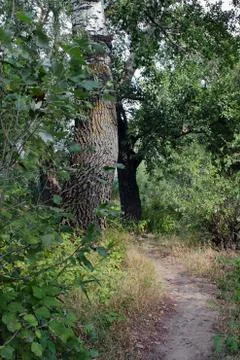 Footpath in wood Stock Photos