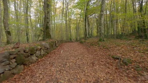 Footpath in the woods (autumn) Stock Footage 147501739