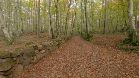 Footpath in the woods Stock Footage 147501795