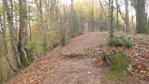 Footpath in the woods Stock Footage 153514145