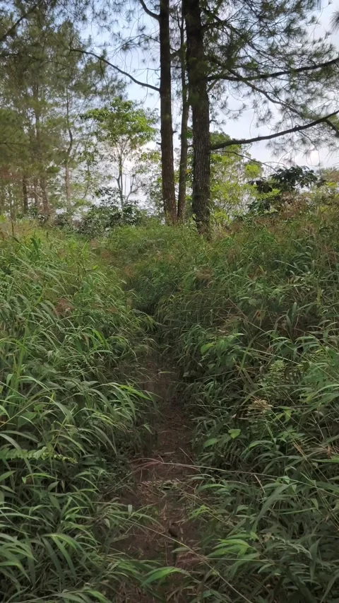 Footpath in the woods Stock Footage 339385098