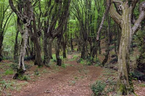 Footpath in the woods in May Stock Photos