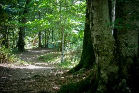 A footpath in the woods Stock Photos