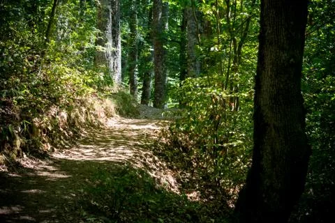 A footpath in the woods Stock Photos