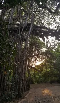 Footpath in the woods Stock Photos