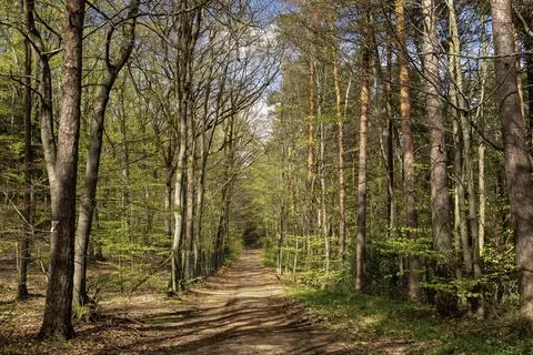 Footpath in the woods Stock Photos