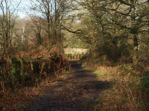 Footpath in the woods Stock Photos
