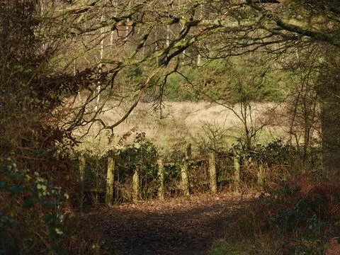A footpath in the woods Stock Photos