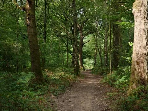 A footpath in the woods Stock Photos