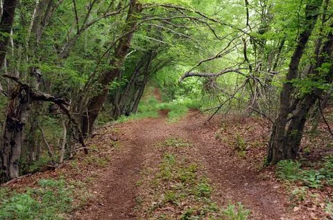 Footpath in the woods in spring Stock Photos