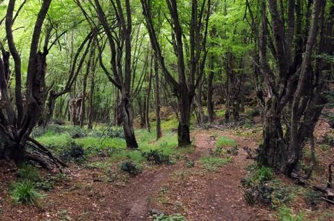 Footpath in the woods in springtime Stock Photos