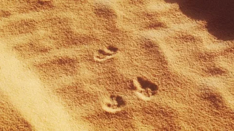 Footprint in desert Stock Footage 281168502