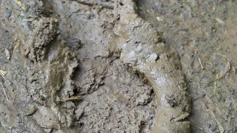 Footprint in the dirt Stock Footage 197997190