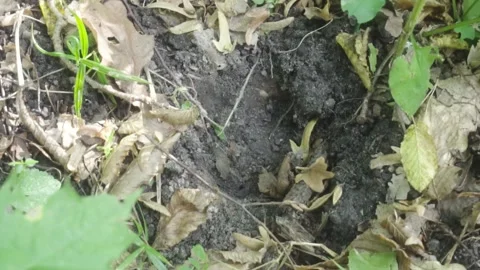 Footprint in dirt Stock Footage 261419399