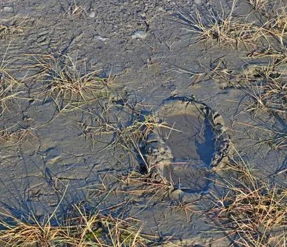 Footprint in the mud Stock Photos