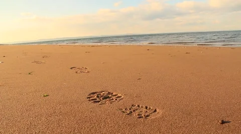 Footprint In The Sand 스톡 동영상 41825744