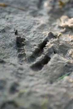 Footprint of a tiny bird in the mud Stock Photos