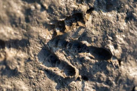 Footprint of a tiny bird in the mud Stock Photos