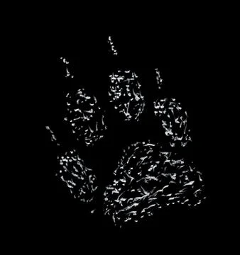 Footprint of a wolf Stock Photos