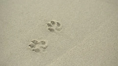 Footprints on the Beach Stock Footage 67463761