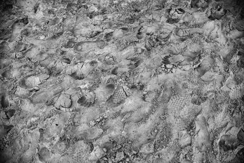 Footprints on the beach Stock Photos