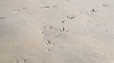 Footprints of a bird in beach 動画素材 54652576