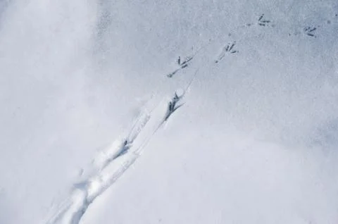 Footprints of a bird in the snow Stock Photos