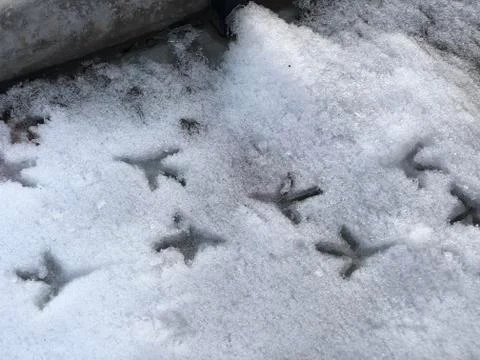 Footprints of birds in the snow Stock Photos