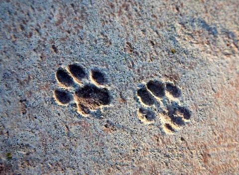 Footprints cat Stock Photos