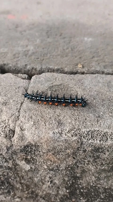 Footprints of Caterpillars on Rough Surfaces. Stock Footage 307186510