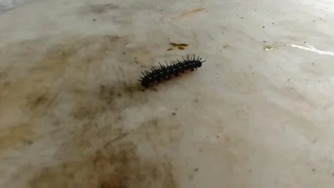 Footprints of Caterpillars on Rough Surfaces. Stock Footage 308735732