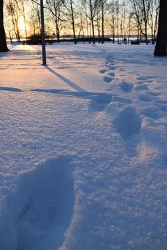 Footprints in deep snow in park during low winter sunset Stock Photos