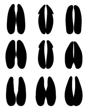 Footprints of deer Stock Illustration