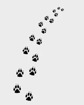 Footprints of dog Stock Illustration