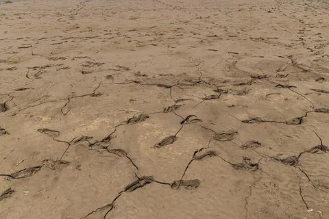 Footprints in the drying mud. Drought concept. Stock Photos