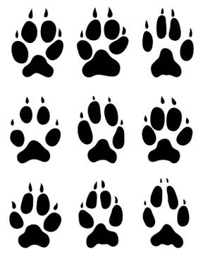 Footprints of foxes Stock Illustration