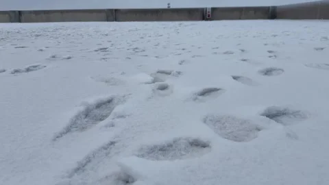Footprints in Fresh Snow Close Up Stock Footage 344593693