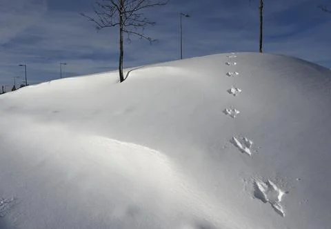 Footprints of a hare on the slope Stock Photos