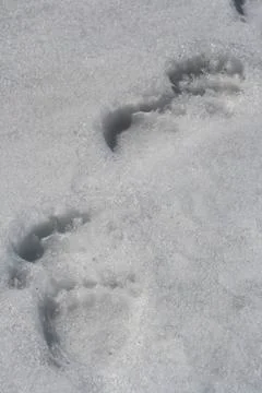 Footprints of a large brown bear in the spring snow Stock-Fotos