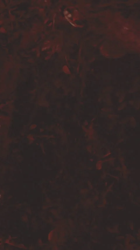 Footprints leave marks on dark ground surrounded by fallen leaves Stock Footage 330342524
