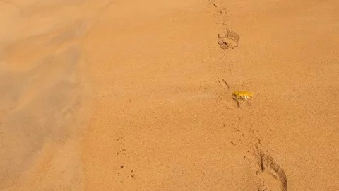 Footprints of a man on a sandy beach. Stock Footage 242166762