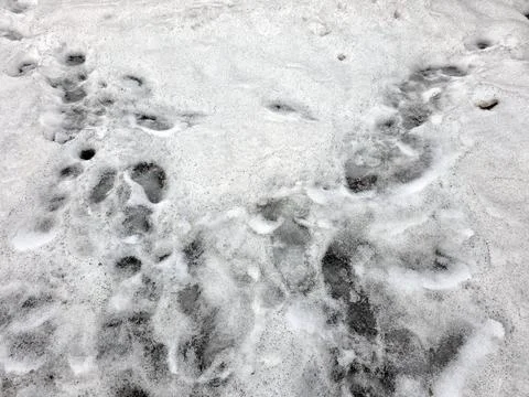 Footprints Mark a Snowy Landscape During Winter in a Quiet Outdoor Area Stock Photos