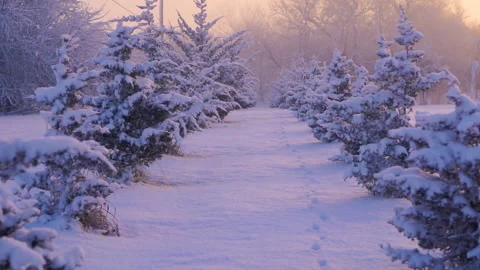 Footprints in the Midst of Snowy Trees Vídeo Stock 145887194