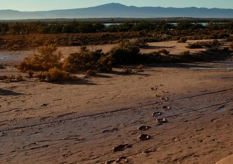 Footprints in Mud with Distant Mountains Foto stock