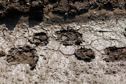 Footprints in the mud Stock Photos
